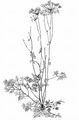 Berg-Haarstrang - Peucedanum oreoselinum (L.) Moench