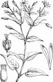Wood Stitchwort - Stellaria nemorum L.