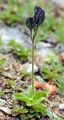 Leafless Stemmed Speedwell - Veronica aphylla L.