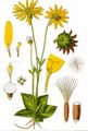 Arnica montana - Berg-Wohlverleih (Asteraceae)