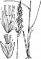 Narrow Small-Reed - Calamagrostis neglecta (Ehrh.) G. Gaertn. & al.