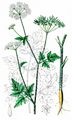 Rough Chervil - Chaerophyllum temulum L. 
