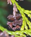 Sawara Cypress - Chamaecyparis pisifera (Siebold & Zucc.) Endl.