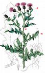 Acker-Kratzdistel - Cirsium arvense (L.) Scop. 