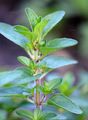 Gewöhnlicher Dost - Origanum vulgare L.