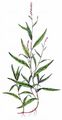 Small Water-Pepper - Persicaria minor (Huds.) Opiz