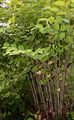 Japanese Knotweed - Reynoutria japonica Houtt.
