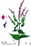 Hain-Salbei - Salvia nemorosa L. 