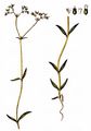 Common Cornsalad - Valerianella locusta (L.) Laterr.