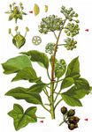 Gewöhnlicher Efeu - Hedera helix L. 