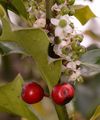 Holly - Ilex aquifolium L.