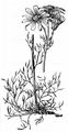 Pinnate-Leaved Ragwort - Jacobaea abrotanifolia (L.) Moench