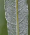 Osier - Salix viminalis L.