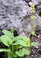 Yellow Betony - Stachys alopecuros (L.) Benth.