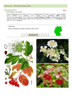 Gewöhnlicher Schneeball - Viburnum lantana