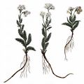 Bristly Yarrow - Achillea setacea Waldst. & Kit.