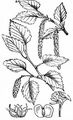 Silver Birch - Betula pendula Roth