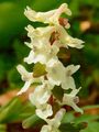 Hollow-Root - Corydalis cava (L.) Schweigg. & Körte