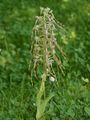 Lizard Orchid - Himantoglossum hircinum (L.) Spreng.