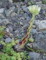 Rolling Hen-And-Chicks - Jovibarba globifera (L.) J. Parn.