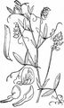 Meadow Vetchling - Lathyrus pratensis L.