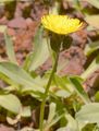 Eared Mouse-Ear-Hawkweed - Pilosella lactucella (Wallr.) P. D. Sell & C. West