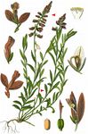 Gewöhnliches Kreuzblümchen - Polygala vulgaris L. 