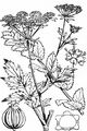Greater Water-Parsnip - Sium latifolium L.