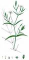 Marsh Stitchwort - Stellaria palustris Hoffm.