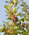 Frangula alnus (Gewöhnlicher Faulbaum) - Früchte