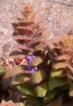 Pyramiden-Günsel - Ajuga pyramidalis L.