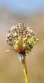 Alpine Leek - Allium victorialis L.