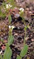 Orientalischer Ackerkohl - Conringia orientalis (L.) Dumort.