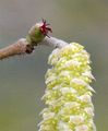 Gewöhnliche Hasel - Corylus avellana L.