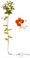 Angular Spurge - Euphorbia angulata Jacq.