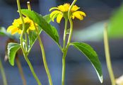 Garten-Stauden-Sonnenblume - Helianthus decapetalus L.