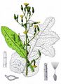 Great Lettuce - Lactuca virosa L.