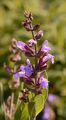 Blütenstand von Salvia officinalis - Echter Salbei (Lamiaceae)