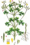 Aufrechter Sauerklee - Oxalis stricta L. 