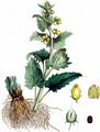 Yellow Figwort - Scrophularia vernalis L.