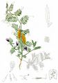 Yellow-Vetch - Vicia lutea L.