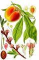 Prunus persica aus thome 1885