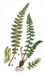 Jura-Streifenfarn - Asplenium fontanum (L.) Bernh. 