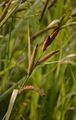 Lesser Pond-Sedge - Carex acutiformis Ehrh.