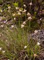 Monte Baldo-Segge - Carex baldensis L.