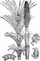 Field Horsetail - Equisetum arvense L.