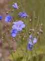 Asian Flax - Linum austriacum L.