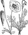 Long-Headed Poppy - Papaver dubium L.