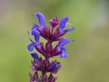 Hain-Salbei - Salvia nemorosa L.