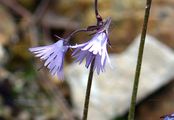 Berg-Alpenglöckchen - Soldanella montana Willd.